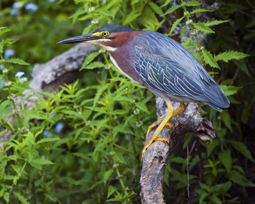 无人,横图,室外,白天,侧面,鸟,野生动物,羽毛,美国,苍鹭,鸟类,枝,动物,摄影,栖息,明亮,华盛顿州,西雅图,潘塔纳尔湿地,灰鹳,彩图