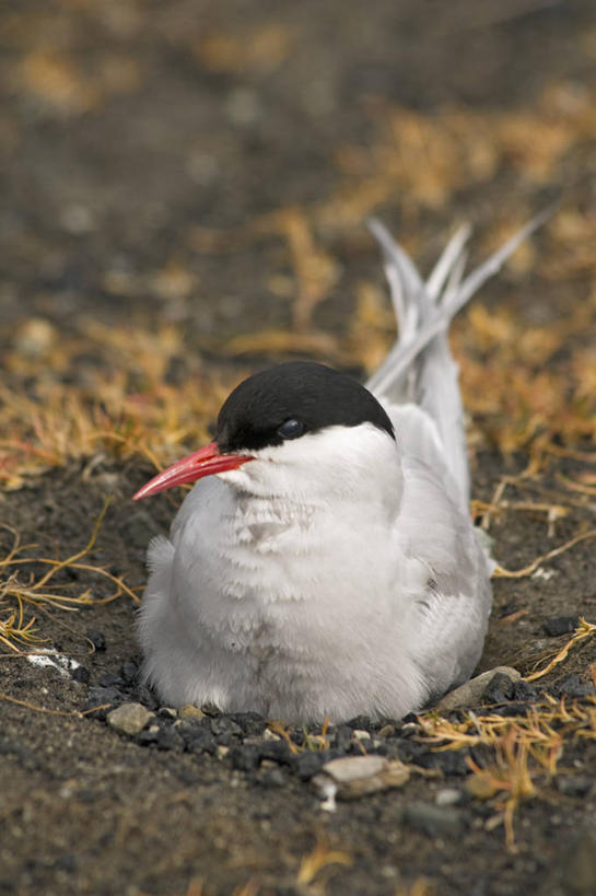 无人,竖图,室外,白天,北极,全球变暖,野生动物,挪威,鸟类,鸟巢,自然,动物,摄影,生物学,北极燕鸥,斯瓦尔巴德群岛,濒危物种,彩图,朗伊尔城,弱点,冻原