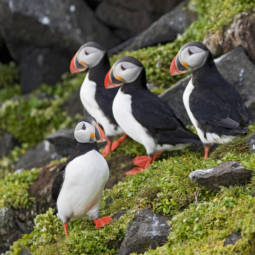 无人,方图,室外,白天,北极,全球变暖,海鸟,鸟,野生动物,挪威,鸟类,自然,动物,可爱,摄影,活泼,迁徙,生物学,角嘴海雀,海雀,斯瓦尔巴德群岛,彩图