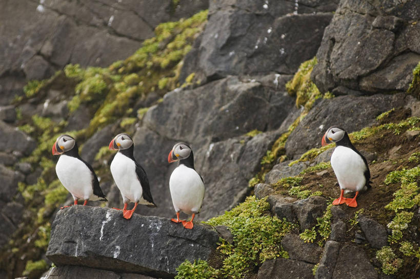 无人,横图,室外,白天,侧面,北极,全球变暖,海鸟,鸟,野生动物,挪威,鸟类,悬崖,自然,动物,可爱,摄影,活泼,迁徙,生物学,角嘴海雀,海雀,斯瓦尔巴德群岛,彩图