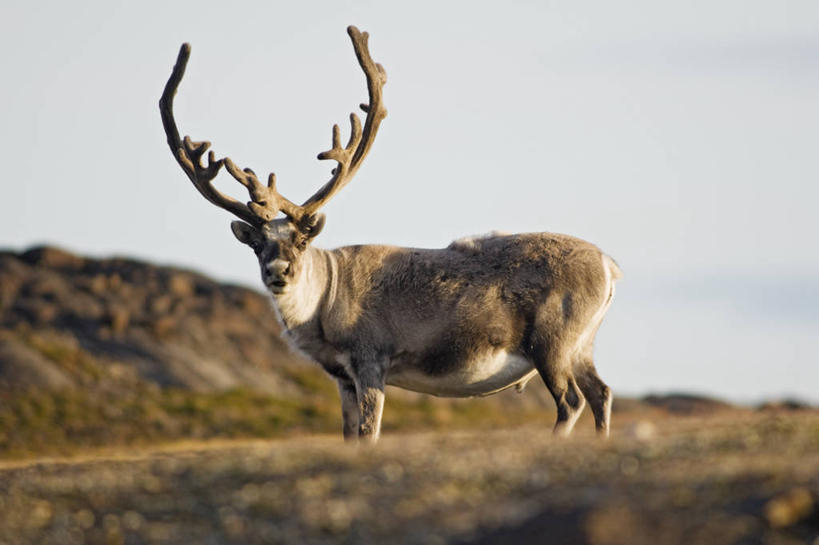 无人,横图,室外,白天,侧面,幸福,北极,全球变暖,哺乳动物,鹿,野生动物,挪威,自然,动物,可爱,摄影,活泼,食草动物,吉祥,生物学,鹿角,进取,角鹿,斯瓦尔巴德群岛,群岛,驯鹿,彩图,挪威驯鹿,斯瓦尔巴德群岛驯鹿,斯瓦尔巴德驯鹿,冻原