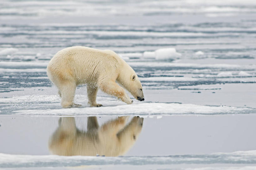 无人,跑,横图,室外,白天,侧面,北极,水,全球变暖,北极熊,哺乳动物,野生动物,挪威,环保,捕食,冰,自然,动物,浮冰,摄影,能源,气象,回收,资源,生物学,气候,利用,低碳,循环,持续,斯瓦尔巴德群岛,濒危物种,群岛,彩图,弱点,冰架