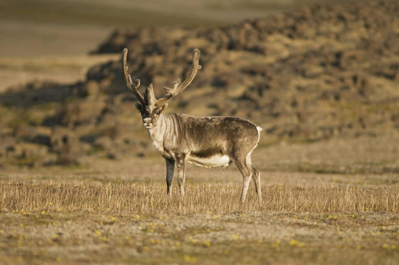 无人,吃,横图,室外,白天,侧面,幸福,北极,全球变暖,哺乳动物,鹿,野生动物,挪威,自然,动物,可爱,摄影,活泼,食草动物,吉祥,生物学,鹿角,觅食,进取,角鹿,喂养,斯瓦尔巴德群岛,群岛,驯鹿,彩图,挪威驯鹿,斯瓦尔巴德群岛驯鹿,斯瓦尔巴德驯鹿,冻原