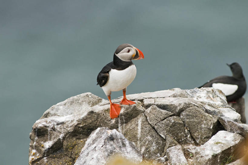 无人,横图,室外,白天,侧面,北极,全球变暖,海鸟,鸟,野生动物,挪威,鸟类,自然,动物,可爱,摄影,活泼,迁徙,生物学,角嘴海雀,海雀,斯瓦尔巴德群岛,彩图