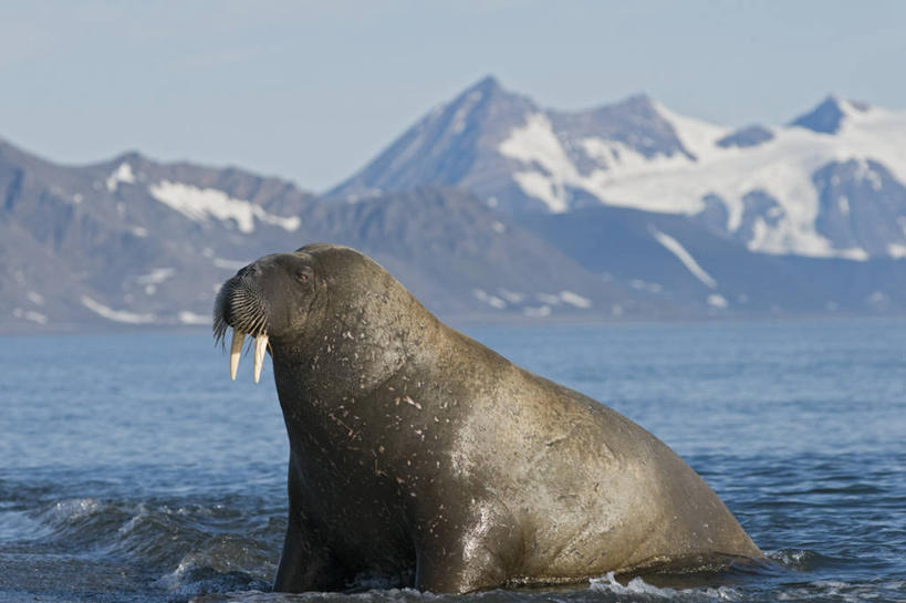 无人,横图,室外,白天,侧面,北极,水,全球变暖,哺乳动物,野生动物,挪威,长牙,海象,自然,动物,摄影,生物学,斯瓦尔巴德群岛,群岛,彩图