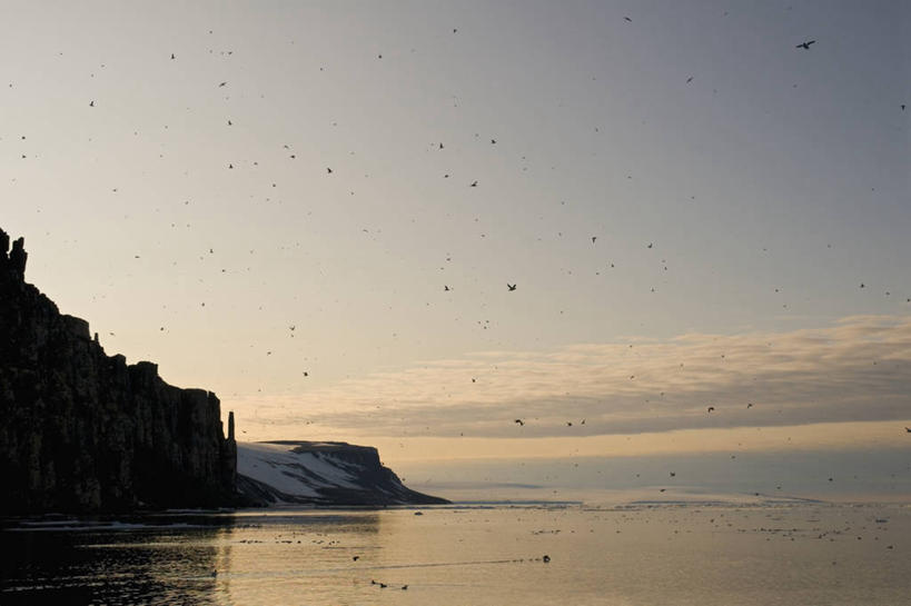 无人,横图,室外,白天,北极,海洋,全球变暖,海鸟,鸟,野生动物,挪威,一群,许多,鸟类,悬崖,很多,飞,自然,动物,可爱,摄影,活泼,迁徙,生物学,海雀,厚嘴海鸦,斯瓦尔巴德群岛,崖海鸦,海鸦,海鸽,彩图