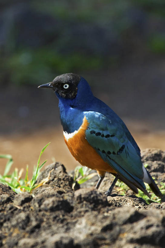 无人,竖图,彩色,室外,白天,野生动物,非洲,坦桑尼亚,鸟类,红色,蓝色,动物,摄影,观看,五颜六色,色彩斑斓,五彩缤纷,机敏,五彩斑斓,阿鲁沙区,东非,恩戈罗恩戈罗保护区,恩戈罗恩戈罗自然保护区,坦桑尼亚联合共和国,五光十色,彩图