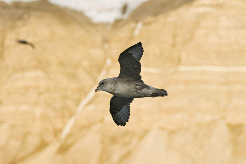 无人,横图,室外,白天,北极,野生动物,挪威,鸟类,飞,自然,动物,摄影,生物学,斯瓦尔巴德群岛,彩图