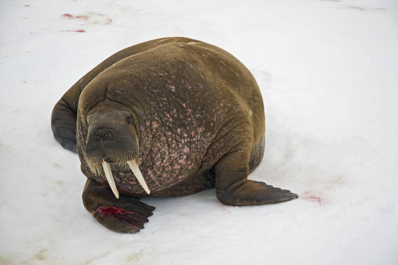 无人,横图,室外,白天,北极,全球变暖,哺乳动物,野生动物,挪威,长牙,海象,冰,冰川,自然,动物,血液,摄影,气象,生物学,气候,受伤,损伤,斯瓦尔巴德群岛,群岛,彩图,挫伤,冰架