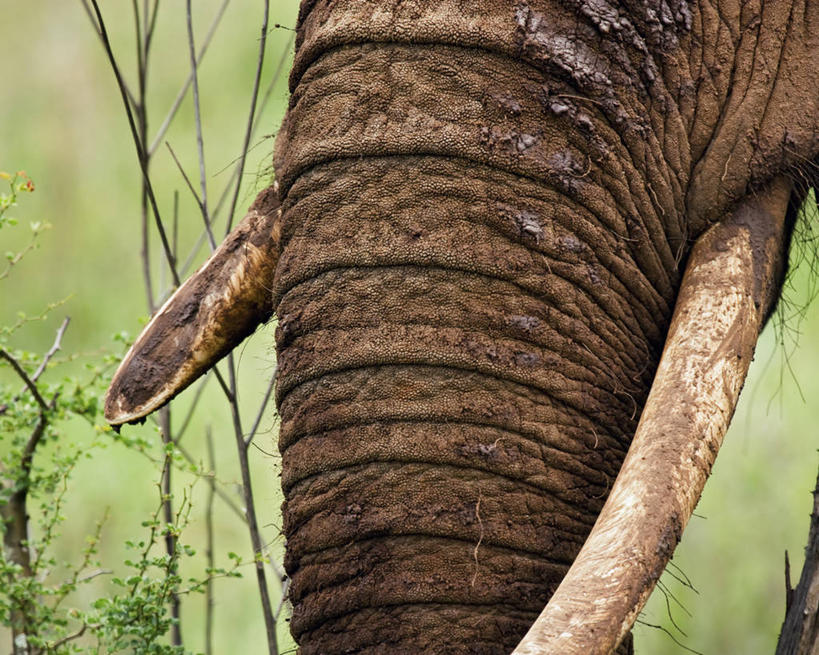 无人,横图,室外,特写,白天,野生动物,坦桑尼亚,长牙,非洲象,黄色,红色,动物,摄影,权威,泥,粘土,身份,生存,支配,濒危物种,彩图