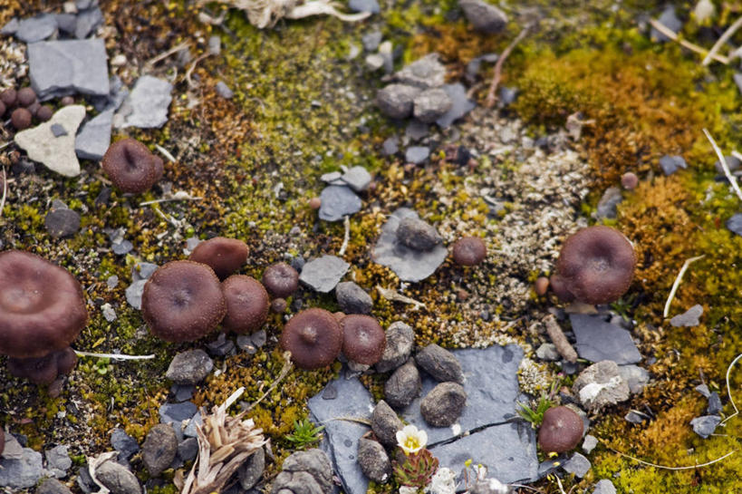 无人,横图,室外,特写,白天,北极,挪威,蘑菇,自然,摄影,真菌,斯瓦尔巴德群岛,彩图,冻原