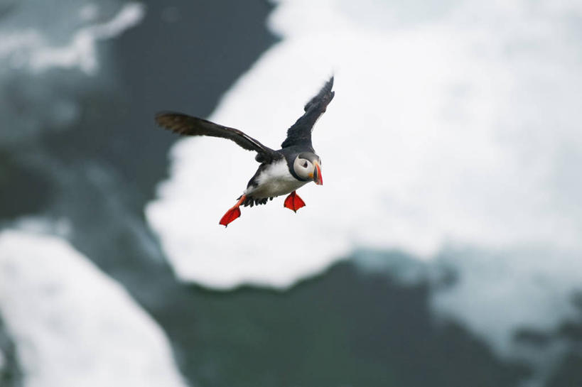 无人,横图,室外,白天,北极,水,全球变暖,海鸟,鸟,野生动物,羽毛,挪威,鸟类,冰,飞,自然,动物,可爱,摄影,活泼,气象,迁徙,生物学,气候,角嘴海雀,海雀,斯瓦尔巴德群岛,彩图,旅行,冰架