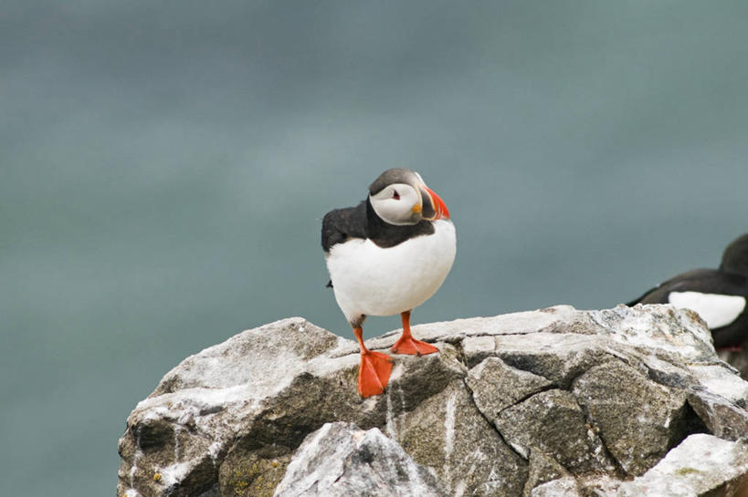 无人,横图,室外,白天,侧面,北极,全球变暖,海鸟,鸟,野生动物,挪威,鸟类,自然,动物,可爱,摄影,活泼,迁徙,生物学,角嘴海雀,海雀,斯瓦尔巴德群岛,彩图