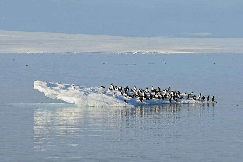 无人,横图,室外,白天,北极,海洋,全球变暖,海鸟,鸟,野生动物,羽毛,挪威,一群,许多,漂浮,鸟类,冰,很多,冰川,自然,动物,休息,可爱,摄影,活泼,迁徙,生物学,海雀,沉没,厚嘴海鸦,斯瓦尔巴德群岛,崖海鸦,海鸦,海鸽,危险,彩图,冰架