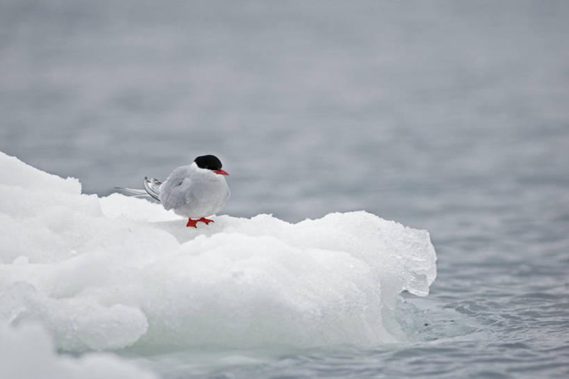 无人,横图,室外,白天,留白,北极,全球变暖,野生动物,挪威,鸟类,冰,自然,动物,休息,寒冷,摄影,气象,迁徙,生物学,气候,北极燕鸥,斯瓦尔巴德群岛,濒危物种,彩图,弱点,冰架