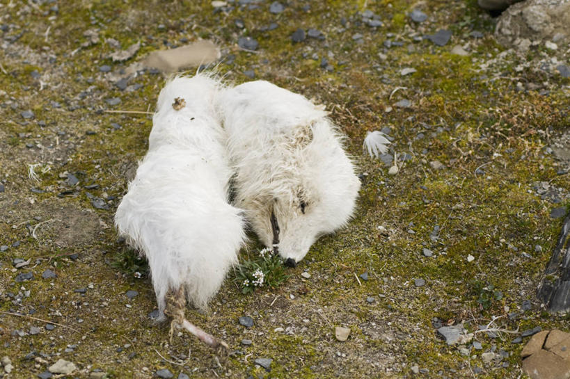 无人,横图,室外,白天,北极,全球变暖,哺乳动物,狐狸,野生动物,挪威,自然,动物,摄影,气象,死亡,生物学,气候,北极狐,殒命,灭亡,斯瓦尔巴德群岛,彩图