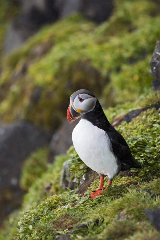 无人,竖图,室外,白天,侧面,北极,全球变暖,海鸟,鸟,野生动物,挪威,鸟类,悬崖,自然,动物,可爱,摄影,活泼,迁徙,生物学,角嘴海雀,海雀,斯瓦尔巴德群岛,彩图