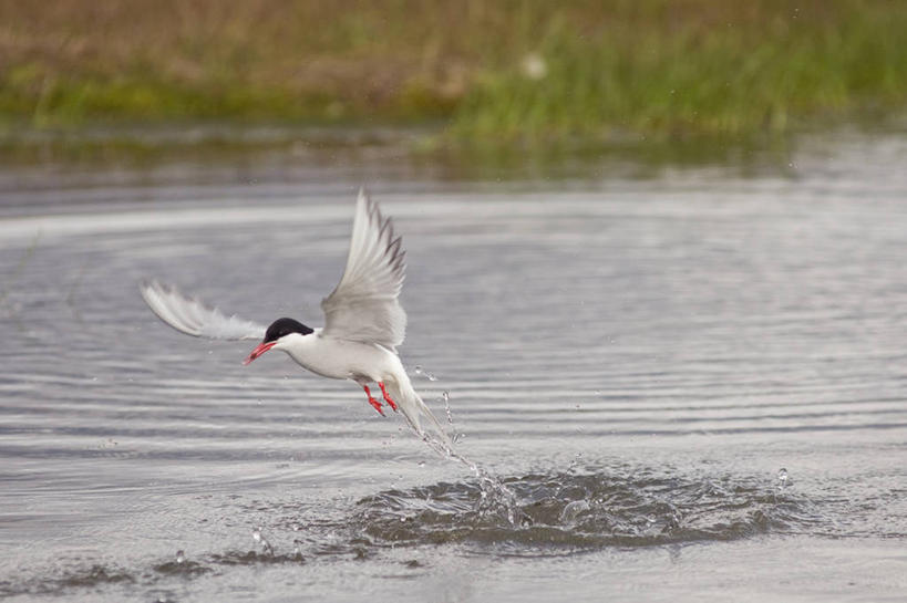 无人,吃,横图,室外,白天,北极,水,全球变暖,野生动物,挪威,溅,鸟类,捕食,池塘,飞,自然,动物,摄影,生物学,北极燕鸥,喂养,斯瓦尔巴德群岛,濒危物种,彩图,钓鱼,朗伊尔城,弱点,冻原