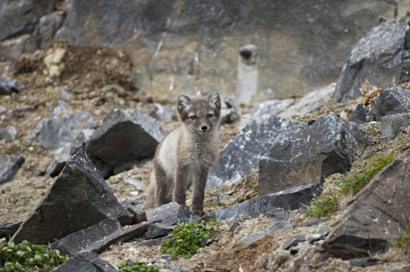 无人,横图,室外,白天,正面,北极,全球变暖,哺乳动物,狐狸,野生动物,挪威,捕食,自然,动物,摄影,气象,生物学,气候,北极狐,斯瓦尔巴德群岛,群岛,彩图
