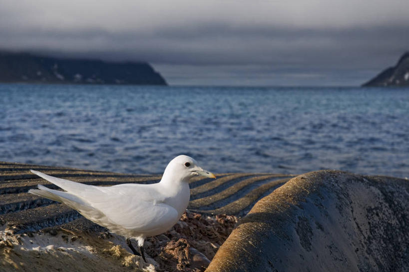 无人,吃,横图,室外,白天,侧面,全球变暖,哺乳动物,海鸟,海鸥,野生动物,挪威,漂浮,食品,自然,动物,摄影,鲸,死亡,生物学,北冰洋,殒命,灭亡,喂养,斯瓦尔巴德群岛,濒危物种,长须鲸,群岛,彩图,弱点