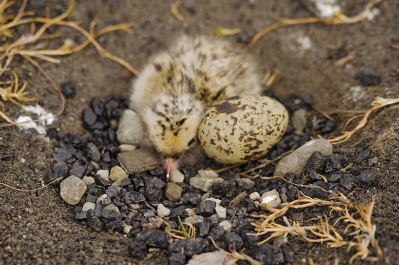 无人,横图,室外,白天,北极,全球变暖,野生动物,挪威,鸟类,鸟巢,小鸟,自然,动物,休息,摄影,生物学,卵,北极燕鸥,斯瓦尔巴德群岛,濒危物种,睡觉,彩图,朗伊尔城,弱点,冻原