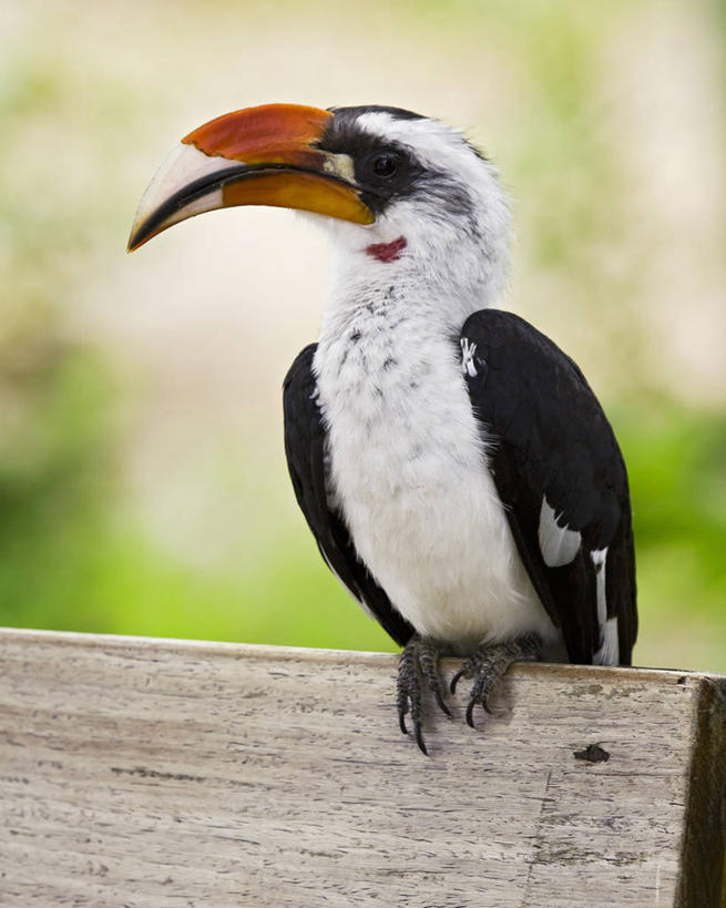 无人,坐,竖图,室外,白天,侧面,野生动物,坦桑尼亚,弯曲,鸟类,红色,白色,黑色,动物,比较,摄影,栖息,杂食动物,喙,彩图
