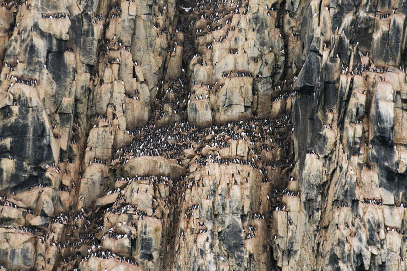 无人,横图,室外,白天,北极,全球变暖,海鸟,鸟,野生动物,挪威,一群,许多,鸟类,鸟巢,悬崖,很多,自然,动物,可爱,摄影,活泼,迁徙,生物学,海雀,厚嘴海鸦,斯瓦尔巴德群岛,崖海鸦,海鸦,海鸽,彩图