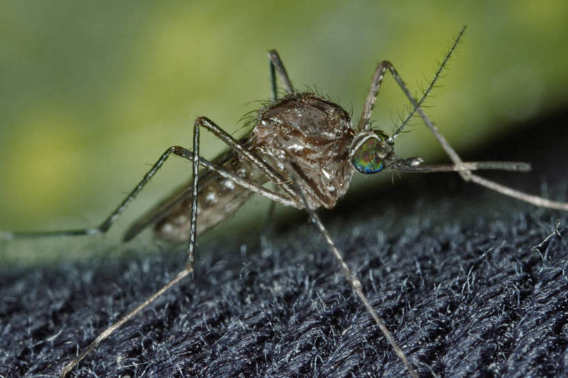 无人,横图,特写,蚊子,美国,科学,生病,摄影,生物学,脑炎,彩图