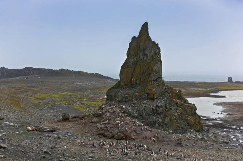 无人,横图,室外,白天,海洋,哺乳动物,海豹,企鹅,野生动物,一群,许多,海象,鸟类,地形,很多,自然,动物,可爱,摄影,活泼,环境,帽带企鹅,南极洲,巴布亚企鹅,胡须企鹅,颊带企鹅,彩图
