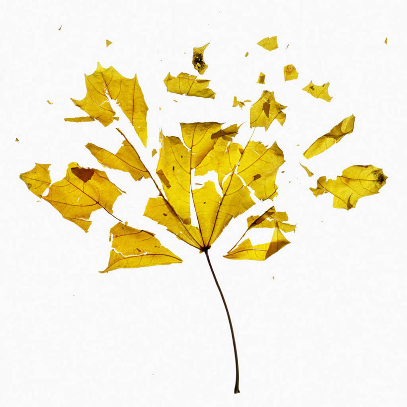 无人,方图,俯视,特写,白色背景,美景,枫树,叶子,科学,景观,一个,自然,景色,季节,摄影,单个,生物学,自然风光,糖枫,秋天,彩图,高角度拍摄,影棚拍摄