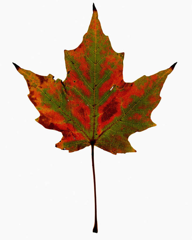 无人,竖图,俯视,特写,白色背景,美景,枫树,叶子,科学,景观,一个,红色,绿色,自然,景色,季节,摄影,单个,生物学,自然风光,糖枫,秋天,彩图,高角度拍摄,影棚拍摄