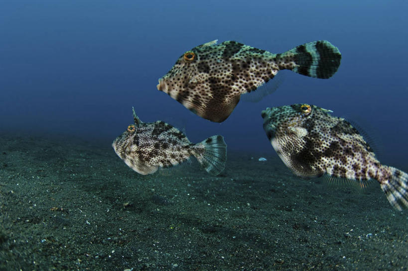 无人,横图,侧面,竞争,水下,野生动物,印度尼西亚,三只,科学,鱼类,摄影,北苏拉威西,交配,豚鱼,彩图