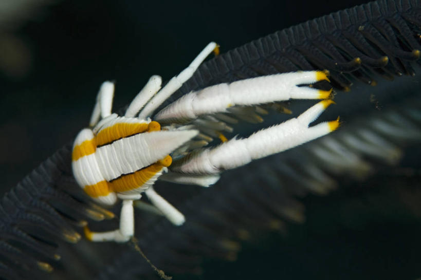 无人,横图,特写,水下,野生动物,印度尼西亚,条纹,科学,海洋生物,无脊椎动物,黄色,白色,摄影,北苏拉威西,水生动物,水生物,伪装,棘皮动物,海底动物,海百合,甲壳动物,彩图