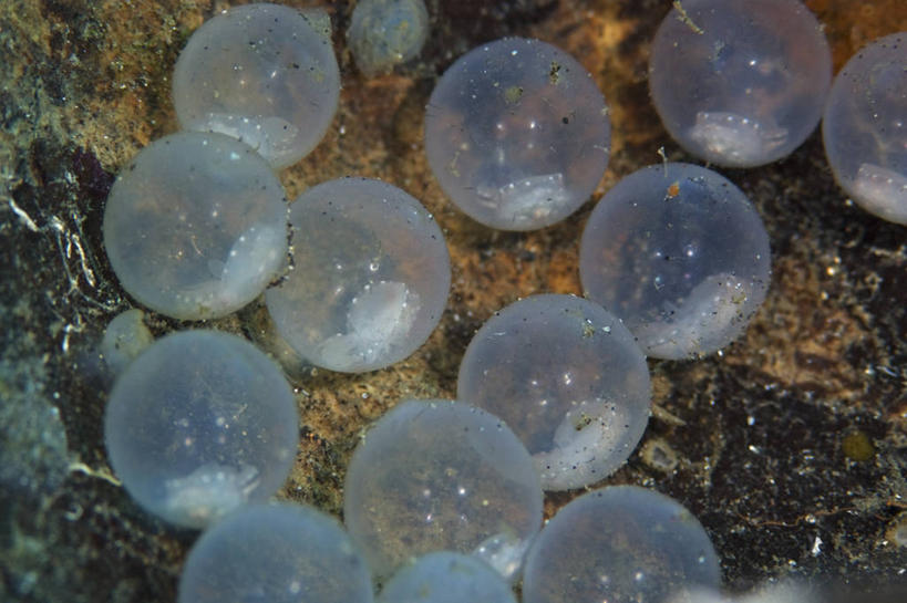 无人,横图,特写,水下,野生动物,印度尼西亚,透明,科学,圆形,串,无脊椎动物,动物,摄影,生长,软体动物,北苏拉威西,头足类动物,发展,卵,开端,墨鱼,彩图