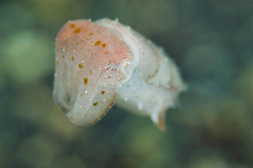 无人,横图,特写,正面,水下,野生动物,印度尼西亚,科学,无脊椎动物,动物,摄影,软体动物,北苏拉威西,头足类动物,墨鱼,彩图