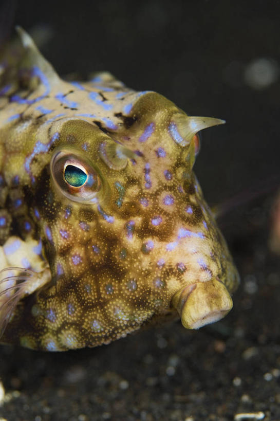 无人,竖图,特写,正面,水下,野生动物,印度尼西亚,科学,摄影,北苏拉威西,箱鲀,彩图