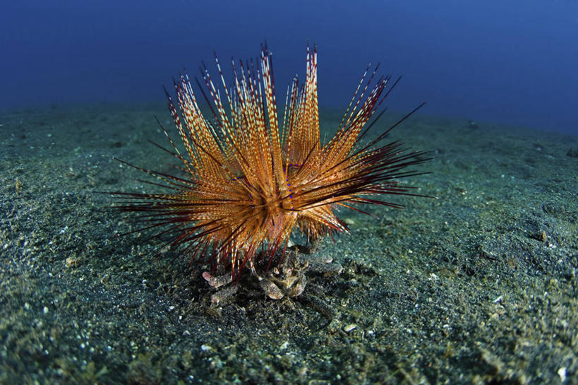 无人,横图,水下,海胆,野生动物,印度尼西亚,锐利,科学,螃蟹,无脊椎动物,动物,两只,摄影,保护,锋利,尖锐,北苏拉威西,运送,棘皮动物,甲壳动物,彩图,共生关系