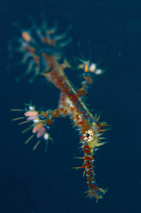 无人,竖图,特写,水下,野生动物,印度尼西亚,科学,鱼类,动物,摄影,北苏拉威西,剃刀鱼,彩图