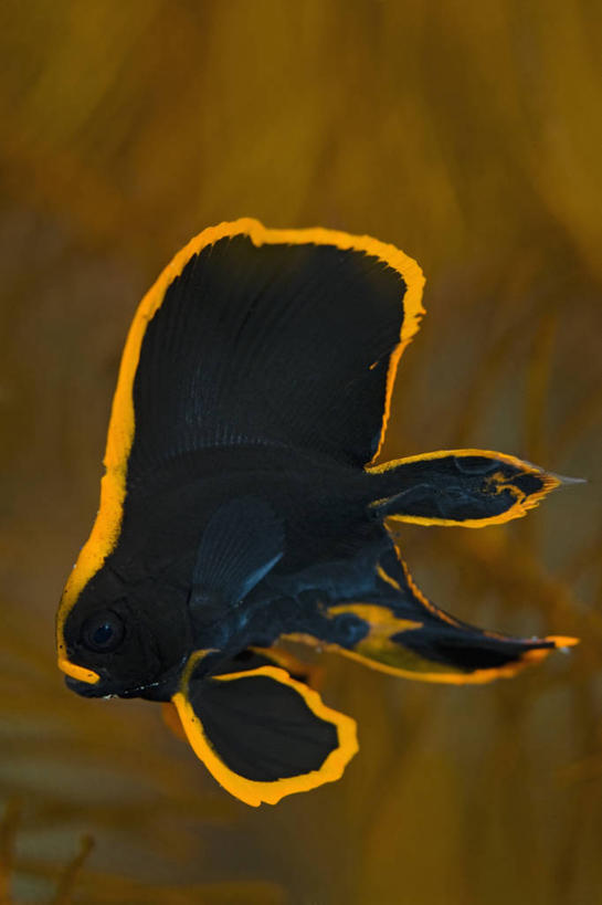 无人,竖图,特写,侧面,水下,野生动物,印度尼西亚,科学,鱼类,动物,橙色,模仿,摄影,蝙蝠鱼,北苏拉威西,彩图,圆翅燕鱼