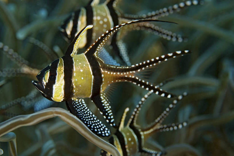 无人,横图,特写,侧面,水下,野生动物,印度尼西亚,三只,条纹,科学,鱼类,摄影,天竺鲷,北苏拉威西,彩图