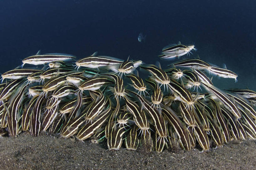 无人,横图,水下,鲶鱼,野生动物,印度尼西亚,一群,许多,科学,鱼群,很多,串,鱼类,摄影,北苏拉威西,彩图