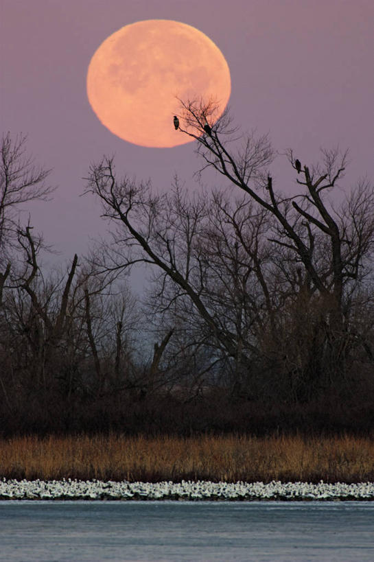 无人,竖图,室外,夜晚,鹅,野生动物,美国,许多,科学,鸟类,地形,月亮,满月,很多,树,天空,动物,摄影,迁徙,生物学,雪雁,白头鹰,密苏里,秋天,彩图