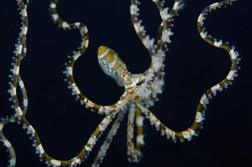 无人,横图,水下,野生动物,印度尼西亚,条纹,漂浮,科学,触须,摄影,北苏拉威西,彩图