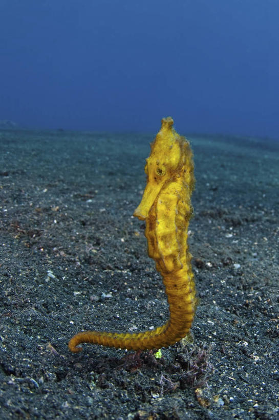 无人,竖图,水下,野生动物,印度尼西亚,科学,鱼类,黄色,摄影,海马,北苏拉威西,彩图,独处