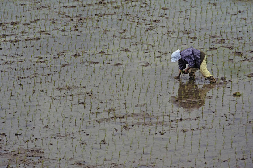 成年人,中年人,一个人,横图,室外,白天,农业,水,日本,仅一个女性,仅一个人,种植,工作,稻田,仅一个中年女性,摄影,秧苗,女人,女性,中年女性,彩图