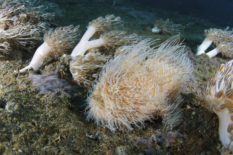 无人,横图,水下,野生动物,印度尼西亚,科学,鱼,鱼类,海洋生物,打哈欠,摄影,惊奇,隐藏,北苏拉威西,软珊瑚,水生动物,水生物,海底动物,襞鱼,彩图
