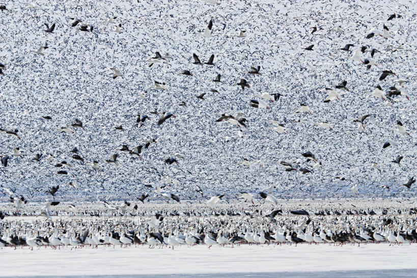 无人,横图,室外,白天,湖,鹅,野生动物,美国,一群,许多,科学,鸟类,冰,很多,飞,动物,摄影,迁徙,生物学,雪雁,密苏里,彩图