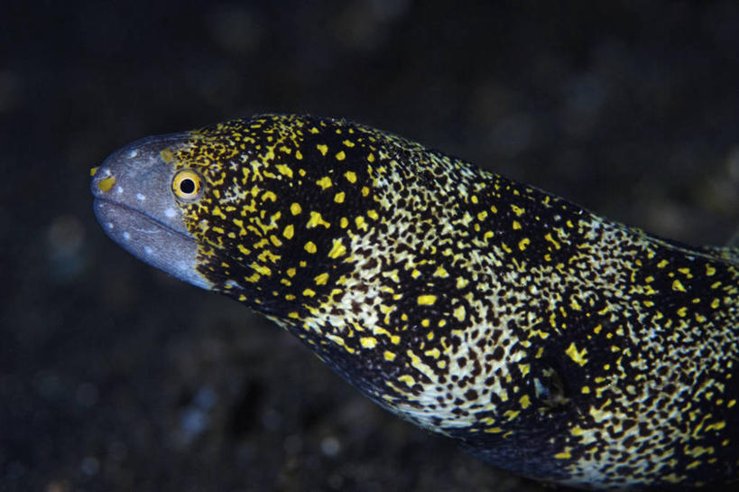 无人,横图,侧面,水下,野生动物,印度尼西亚,科学,捕食,海鳗,鱼类,摄影,北苏拉威西,咸水鳗,彩图