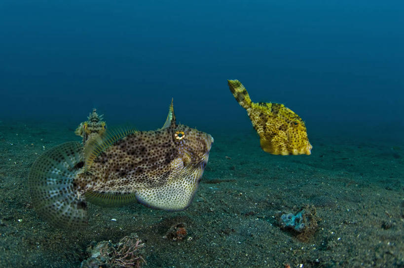 无人,横图,侧面,竞争,水下,野生动物,印度尼西亚,科学,鱼类,动物,两只,摄影,北苏拉威西,交配,豚鱼,彩图