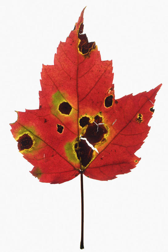 无人,竖图,特写,白色背景,美景,枫树,科学,斑点,景观,一个,红色,自然,干花,生病,景色,季节,摄影,单个,生物学,自然风光,糖枫,秋天,彩图,影棚拍摄